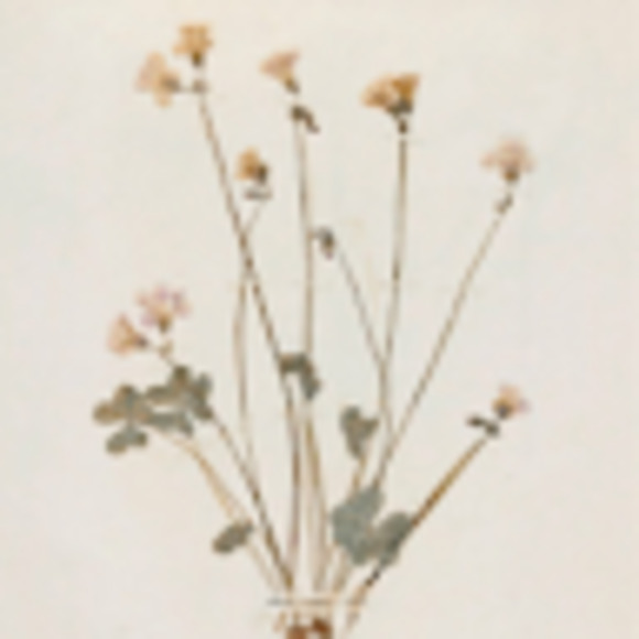 Meet your Posher, Yannie - Picture 1 of 1